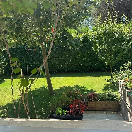 Amalia Perla * دراس